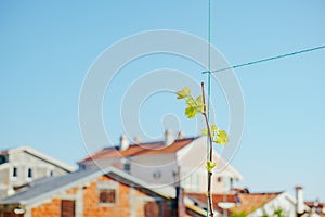 A vine sprout stretches towards the sky against the backdrop of white houses with orange roofs