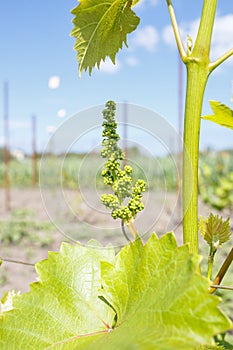 Vine sprout with young bunch of grapes