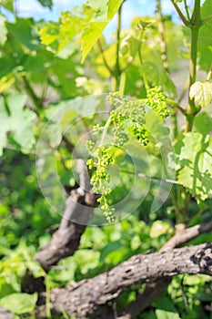Vine sprout with young bunch of grapes