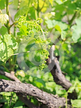 Vine sprout with young bunch of grapes