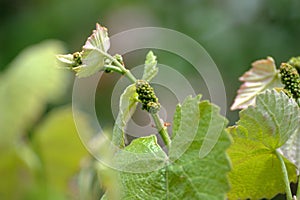 Vine sprout with young bunch of grapes