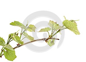 Vine sprout with young bunch of grapes on white background