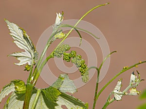 Vine sprout with young unripe grapes