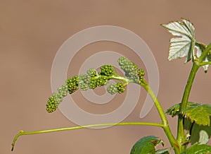 Vine sprout with young unripe grapes