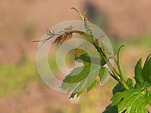 Vine sprout with young unripe grapes