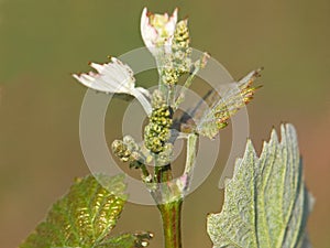 Vine sprout with young unripe grapes