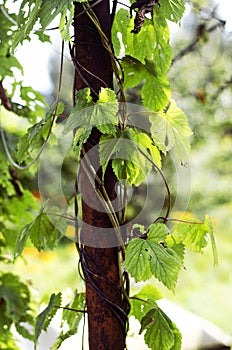 Vine stems with leaves twining around the old support.
