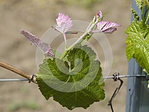 Vine stock with pink leafs