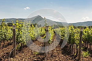 Grapevines and Hills in Tuscany