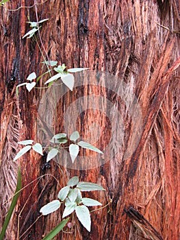 Vine and Stringy Bark