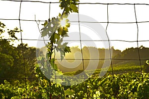 Vine and Sun photo