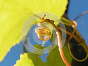 Vine Tendril photo