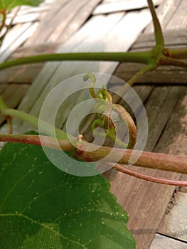 Vine tendrils that bind to each other