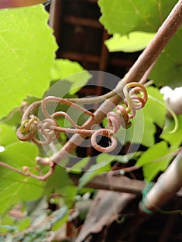 Vine tendrils that bind to each other photo
