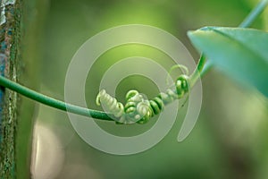 vine tendrils that coil a stem plant