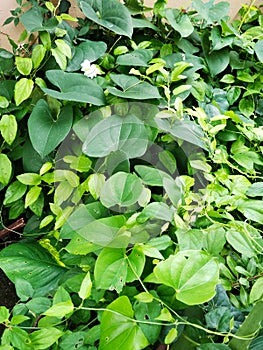 The vine of tinospora cordifolia, Amrita or Giloy