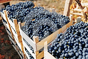 From Vine to Crate Freshly Harvested Black Grapes