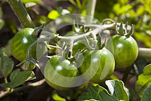 Vine tomato