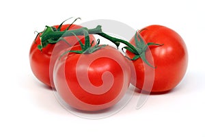 Vine Tomatoes Isolated on White