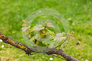 Vine tree barnch close up view
