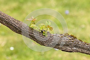 Vine tree barnch close up view