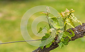 Vine tree barnch close up view