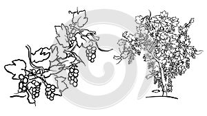 Vine tree and fruit drawing