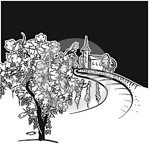 Vine tree and vineyard drawing detail