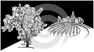 Vine tree and vineyard drawing