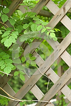 Vine and trellis