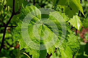 Vine on a trellis. Grape leaves after the rain. Young grape-vine in the vineyard