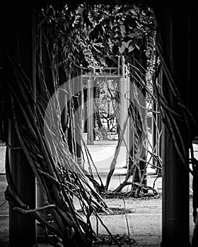 Vine trellis in the park