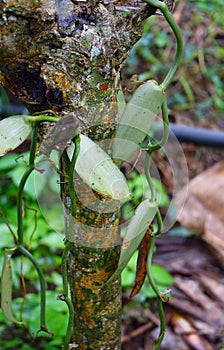 Vine of Vanilla Planifolia - a Flavoring Orchid - in Kerala, India, Asia