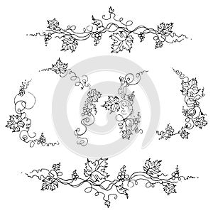 Vine. Vector illustration. Design elements with a twisting vine with leaves and berries. Freehand drawing in line art
