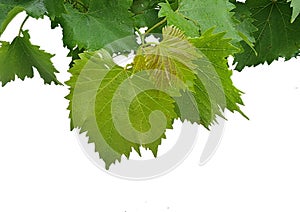 vine vineyard fresh branch isolated for background