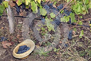 Vine Vineyard Hat Full Grapes Syrah