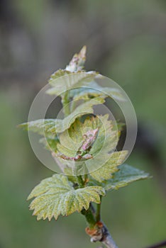 Vine - Vitis vinifera- spring twig