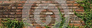 Vine on wall brick background texture red old vintage grunge