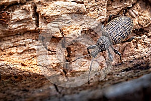 Vine Weevil on Rotten Log_Otiorhynchus sulcatus