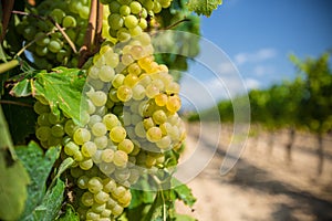 Vine with white grapes