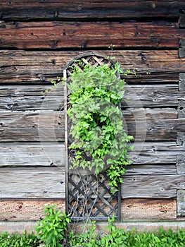 Vine on wooden trellis attached to log house wall