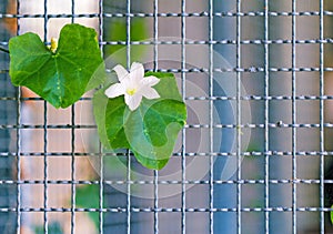 Vine (Coccinia grandis) growing on wire fence