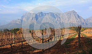 Vine Yard Stellenbosch Southafrica Delaire Graff