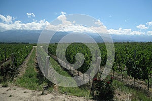 Vine yards in the Andes