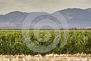 Vine yards in Cafayate