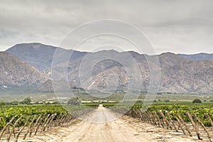 Vine yards in Cafayate