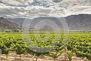 Vine yards in Cafayate