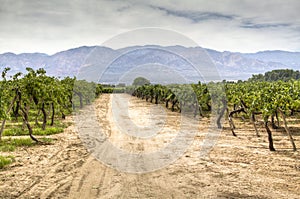 Vine yards in Cafayate