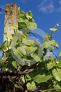 Vine with young green grapes