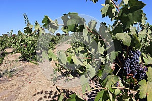 Vine zinfandel grapevines with red wine grapes in a vineyard in Lodi, California